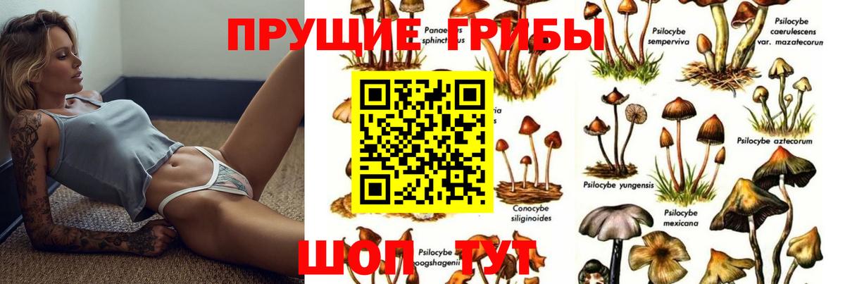 купить наркотик  Вход с VPN  Куйбышев  Галлюциногенные грибы Psilocybine cubensis 